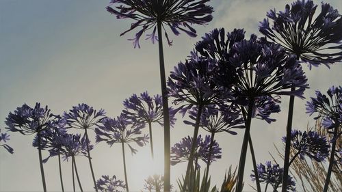 Low angle view of palm trees against sky