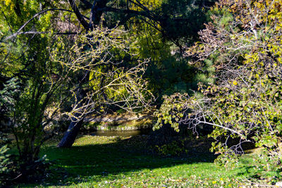 View of trees in forest