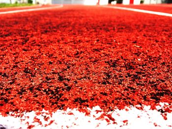 Close-up of red flowers