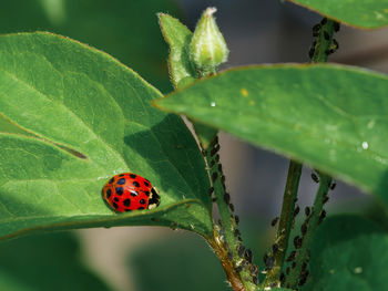 Close-up of ladybug on leaf hunting lice 