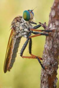 Close-up of butterfly perching on branch