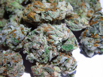 High angle view of plants against white background