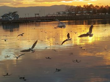 Swans in lake against sky during sunset