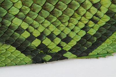 Full frame shot of green leaf on floor