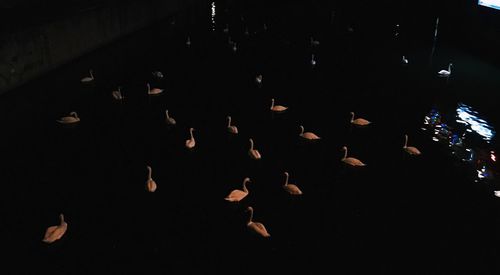 Illuminated birds in night