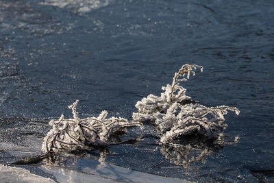 Close-up of christmas tree on shore
