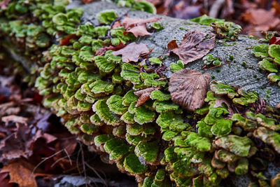 Close-up of fresh green leaves