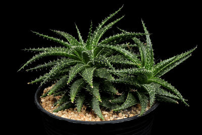 Close-up of succulent plant against black background