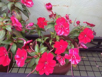Close-up of pink flowers on plant