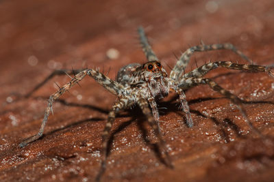 Close-up of spider