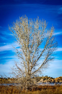 Bare tree on field against blue sky