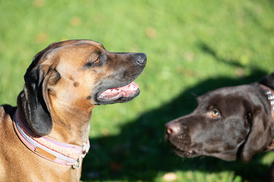 Close-up of a dog looking away