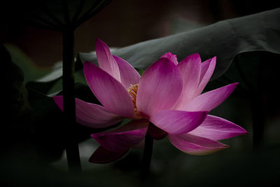 Close-up of pink water lily