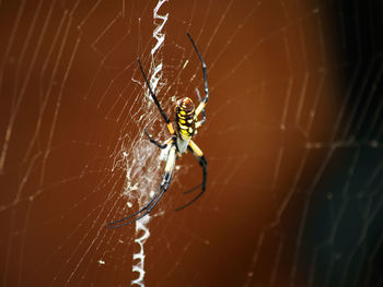 Spider on web