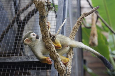 Close-up of squirrel on branch in zoo