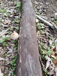 Close-up of mushroom growing on tree trunk