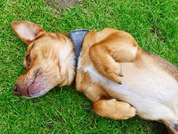High angle view of dog stretching on grassy field