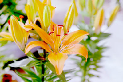 Close-up of lily blooming on plant