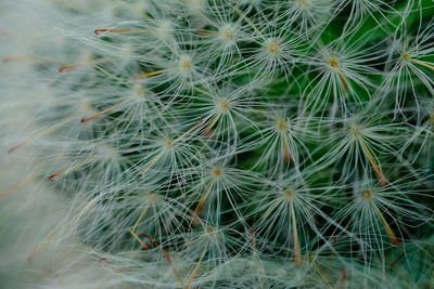 Full frame shot of succulent plant