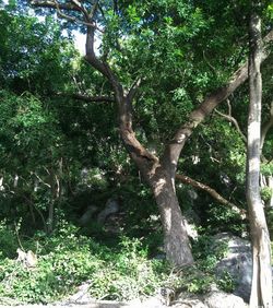 Trees growing outdoors