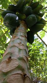 Low angle view of vegetables on tree trunk