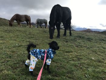 Horses in a field