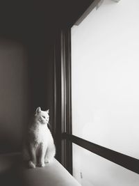 Cat sitting on floor