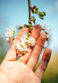 Close-up of hand holding flowering plant