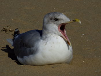 View of a bird on beach