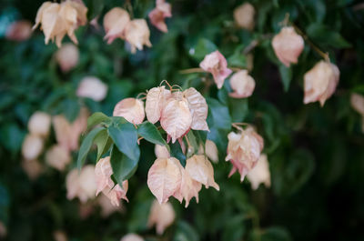 Close-up of flowers blooming outdoors