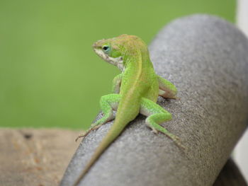 Close-up of a lizard