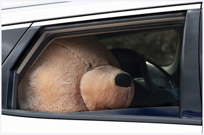 Close-up of dog seen through car window