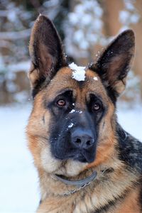 Portrait of dog in winter