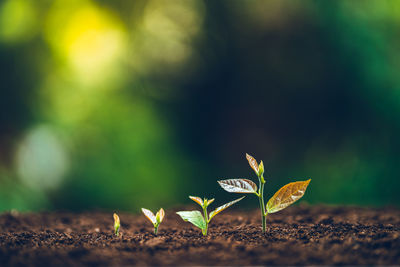 Close-up of plant growing on field