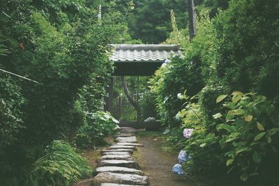 View of trees and plants