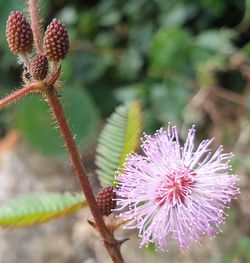 Close-up of thistle flower