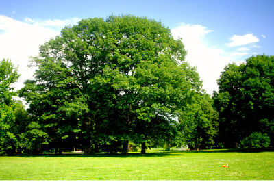 Trees on grassy field in park