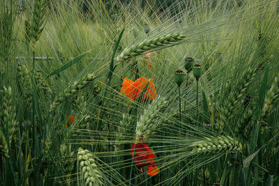 Close-up of flowering plants on field