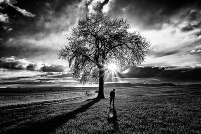 Silhouette tree on field against sky