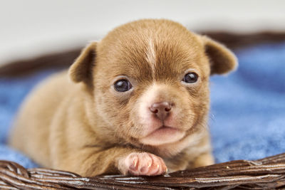 Chihuahua puppy in basket. little cute white brown dog breed. beautiful puppy eyes.