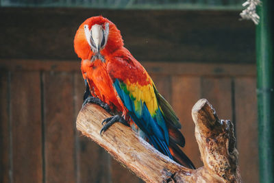 Close-up of parrot perching on wood