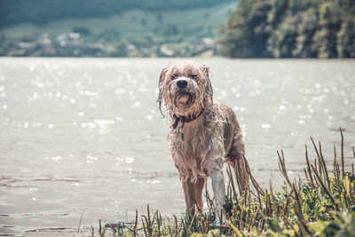 Portrait of dog standing in lake