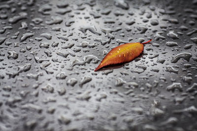 High angle view of raindrops on leaf