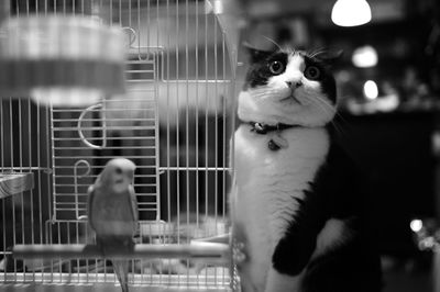 Tuxedo cat sitting by birdcage at home