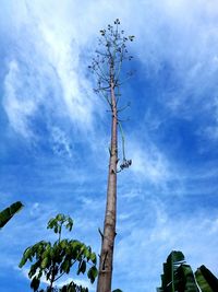 Low angle view of bird perching on tree against sky