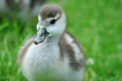 Close-up of young bird on grass