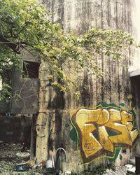 Plants growing on tree trunk