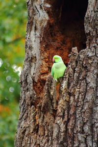 Close-up of parrot perching on tree trunk