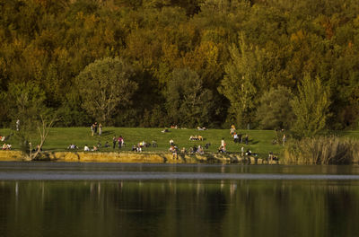 Scenic view of river by trees