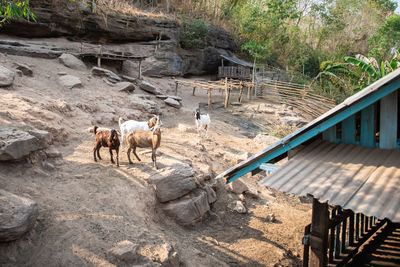 High angle view of horses on rock